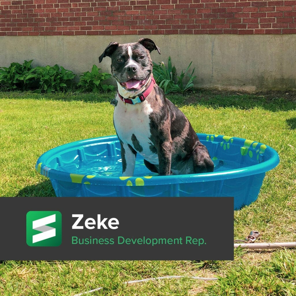 Rescue Dogs 6 1024x1024