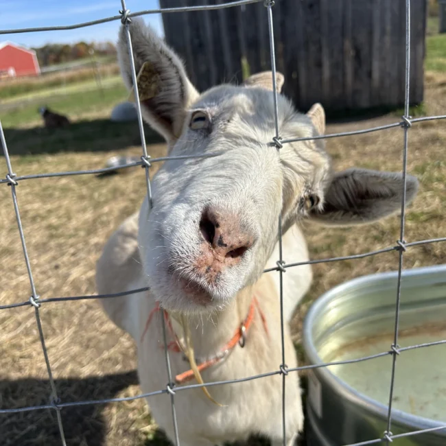 Picture of a goat looking through a fence.