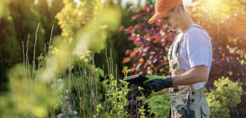 Landscaper looks at his iPad